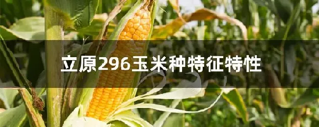 立原296玉米种特征特性