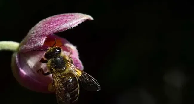 蜜蜂入屋筑巢是什么征兆？