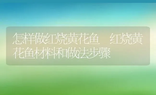 怎样做红烧黄花鱼 红烧黄花鱼材料和做法步骤 | 养殖资料投稿