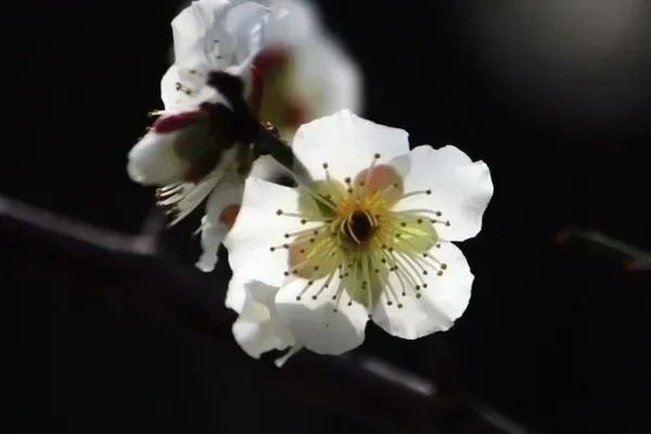 梅花开放时间？梅花是什么季节开的