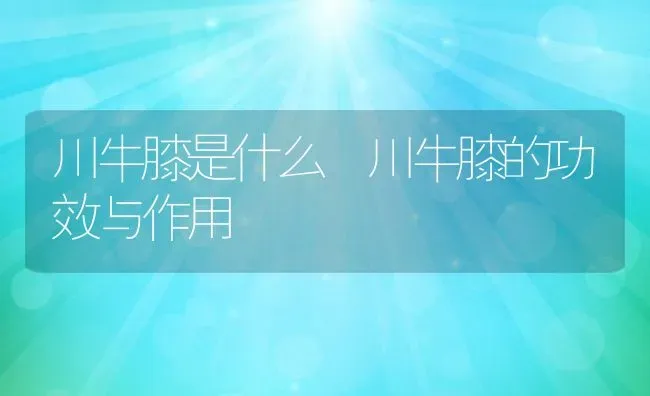 川牛膝是什么 川牛膝的功效与作用 | 养殖资料投稿