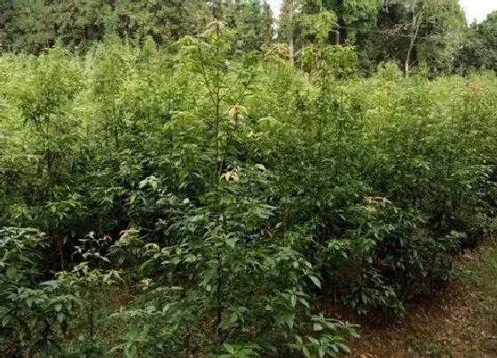 种植前景|金丝楠木南方可以种吗