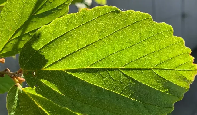 花叶光照过强会死吗？光对植物有哪些意义？