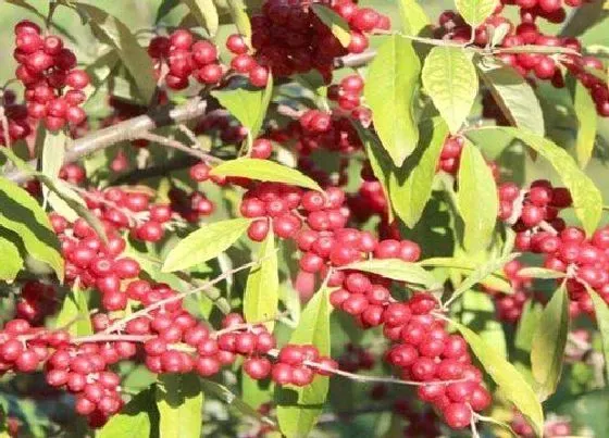 种植前景|沙棘种植条件 适宜种植在什么地方