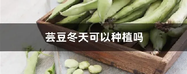 芸豆冬天可以种植吗