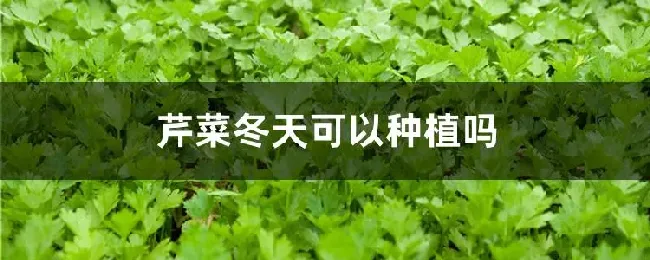 芹菜冬天可以种植吗