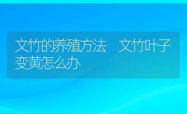 文竹的养殖方法 文竹叶子变黄怎么办 | 养殖资料投稿