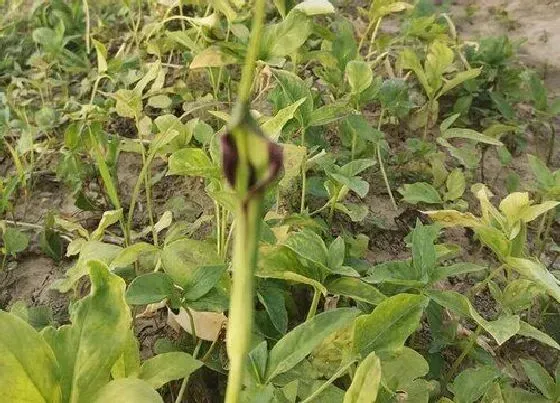 种植前景|半夏种植条件 生长环境及地域