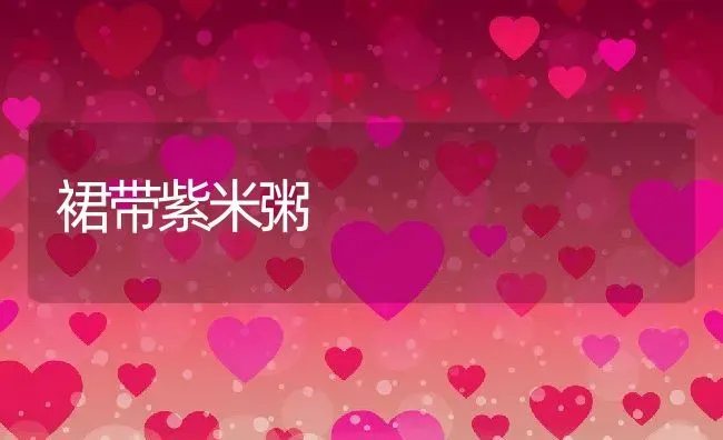 裙带紫米粥 | 养殖资料投稿