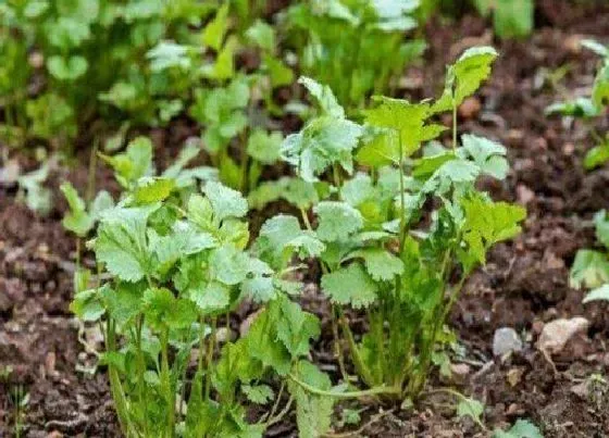 种菜|阳台种香菜的方法和步骤 阳台花盆种香菜的方法