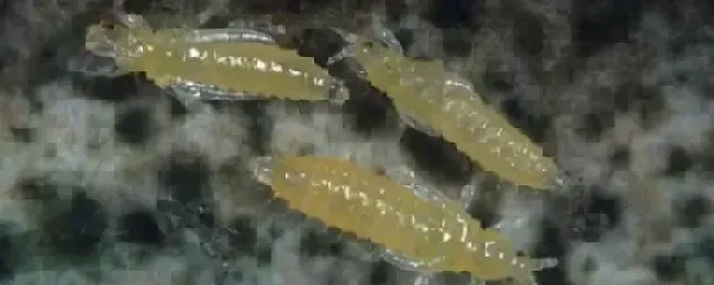 蓟马用什么农药防治