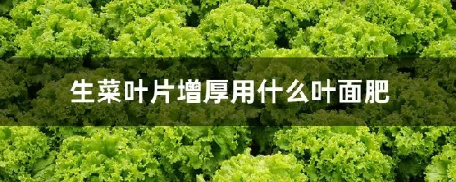 生菜叶片增厚用什么叶面肥