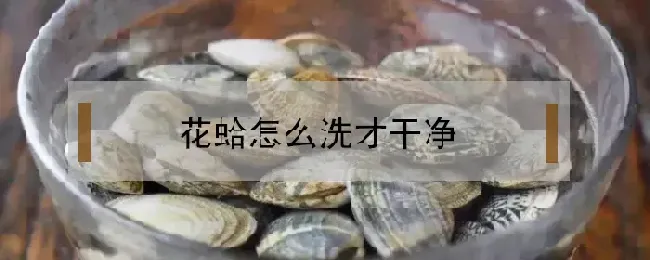 花蛤怎么洗才干净