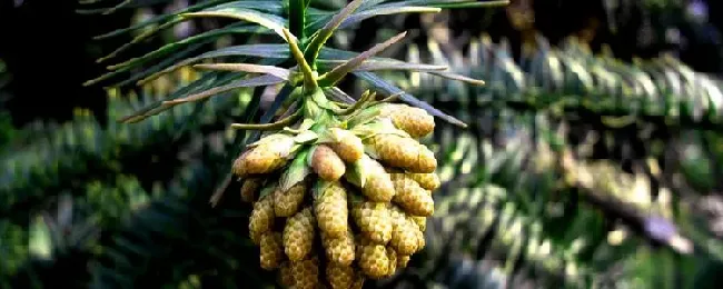 松树传播种子的方式？