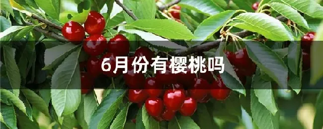 6月份有樱桃吗