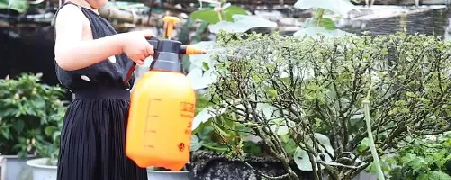 不在家怎么给花浇水
