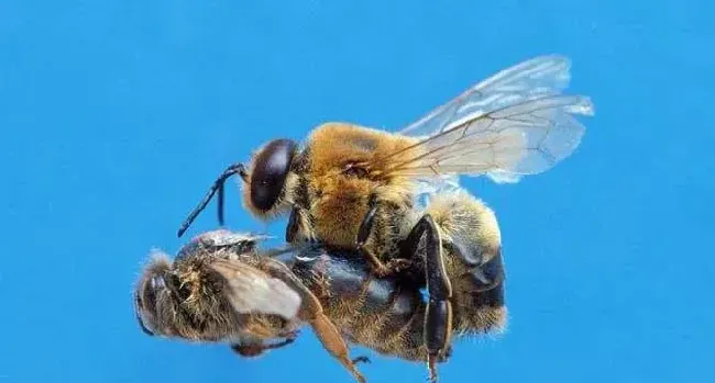 黑色蜜蜂是什么蜂