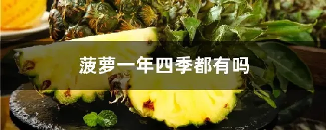 菠萝一年四季都有吗