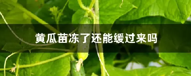 黄瓜苗冻了还能缓过来吗