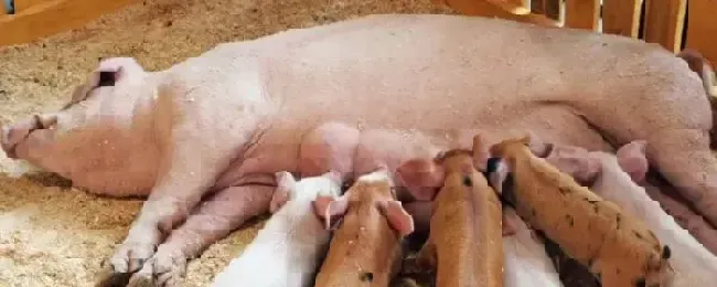 母猪奶水少怎么办拉干粪球不吃食怎么回事呀