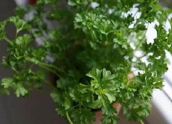 种菜|阳台种香菜的方法和步骤 阳台花盆种香菜的方法