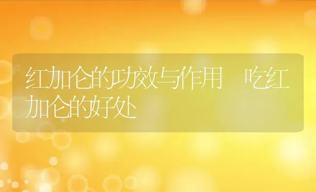 红加仑的功效与作用 吃红加仑的好处 | 养殖资料投稿