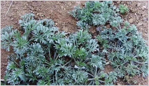 野菜白蒿有什么功效作用？种植前景如何？ | 养殖什么赚钱