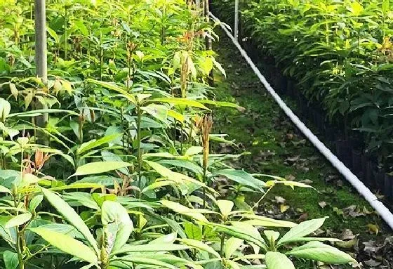 种植前景|金丝楠木种植条件 对气温气候及区域地理的要求