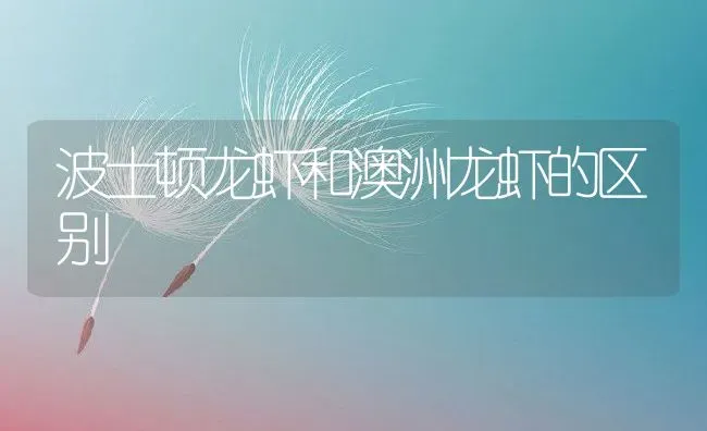 波士顿龙虾和澳洲龙虾的区别 | 养殖资料投稿