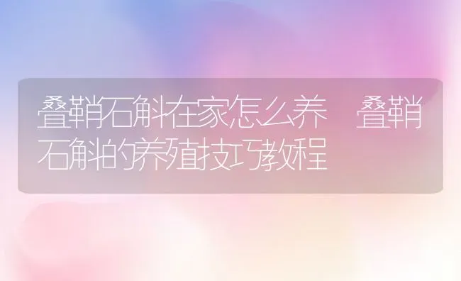 叠鞘石斛在家怎么养 叠鞘石斛的养殖技巧教程 | 养殖资料投稿