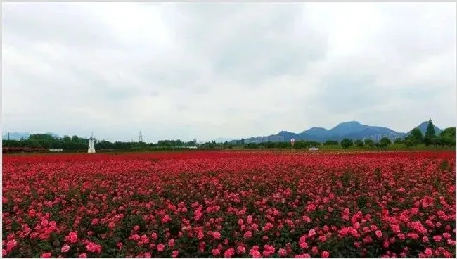 农村种植赚钱好项目 | 农业养殖资讯