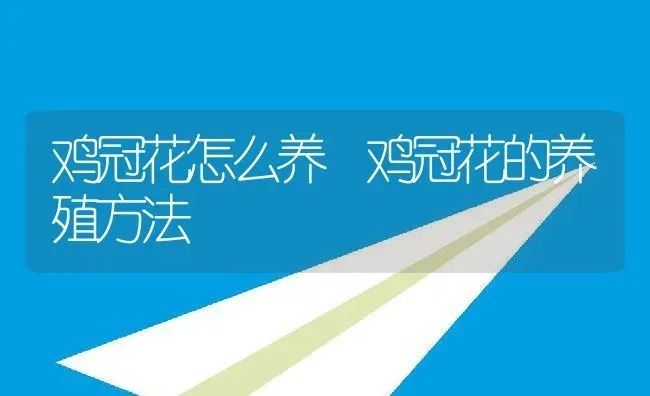 鸡冠花怎么养 鸡冠花的养殖方法 | 养殖资料投稿