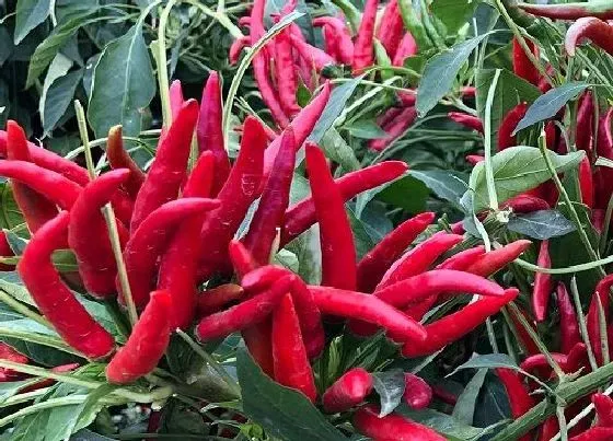 种植前景|辣椒种植条件 对生长环境与气候的要求