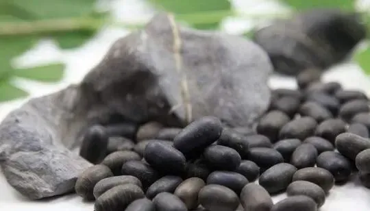 苦石莲子的功效与作用