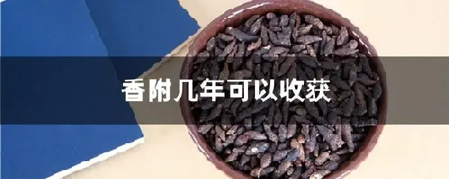 香附几年可以收获