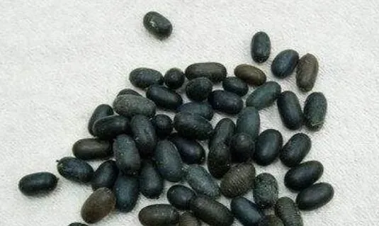 苦石莲子的功效与作用
