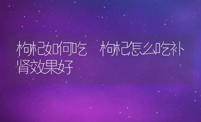 枸杞如何吃 枸杞怎么吃补肾效果好 | 养殖资料投稿