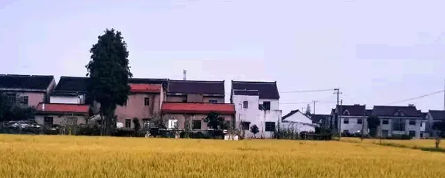 水稻矮缩怎么办
