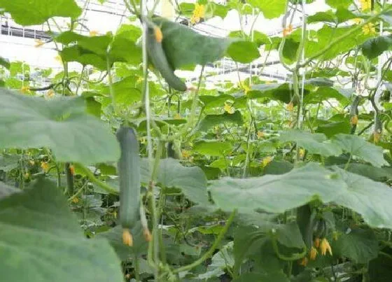 种菜|室内阳台适合种什么蔬菜