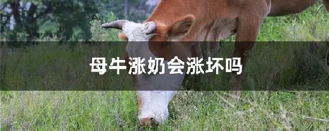 母牛涨奶会涨坏吗