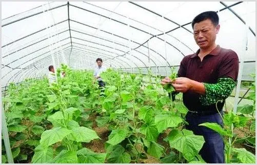 大棚种植什么蔬菜最赚钱 | 致富养殖项目