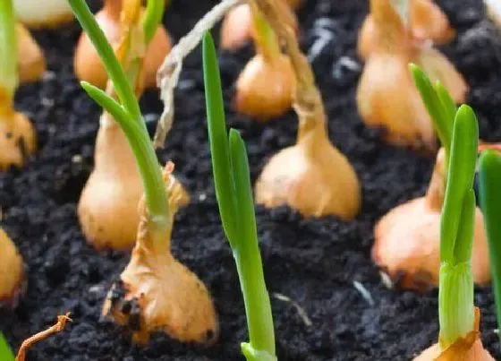 种菜|鸡粪适合种什么菜