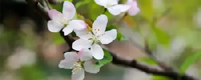 海棠花几月开