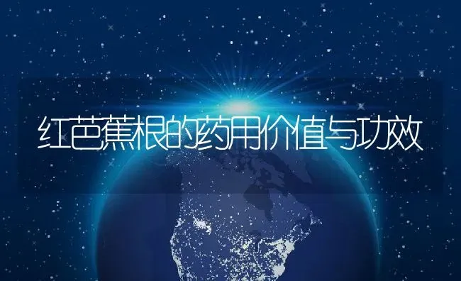 红芭蕉根的药用价值与功效 | 养殖资料投稿