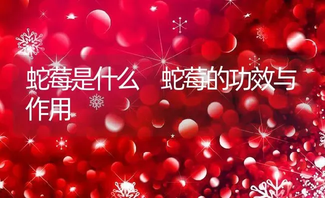 蛇莓是什么 蛇莓的功效与作用 | 养殖资料投稿
