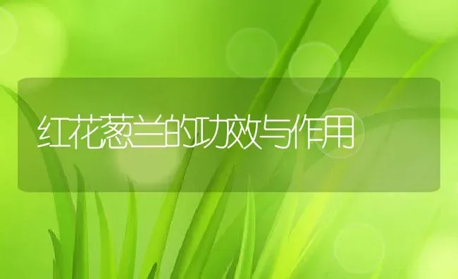 红花葱兰的功效与作用 | 养殖资料投稿