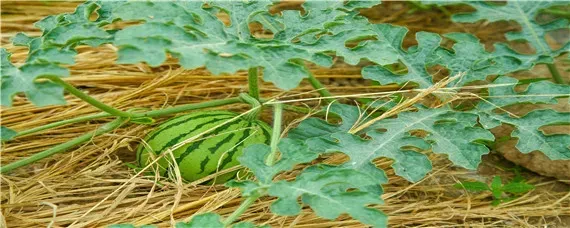 露地西瓜的种植方法和管理技术