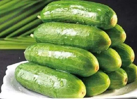 蔬菜|乳瓜是水果还是蔬菜