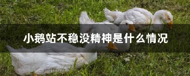 小鹅站不稳没精神是什么情况
