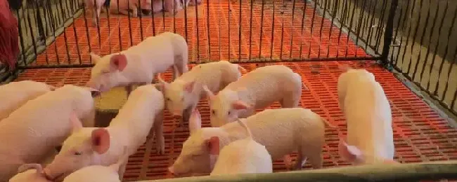 小猪站不起来是什么原因为什么小猪割蛋不疼